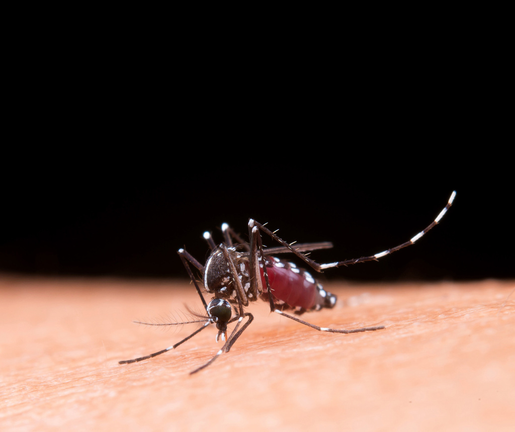Mantenha sua caixa d'água segura e livre do mosquito Aedes aegypti!