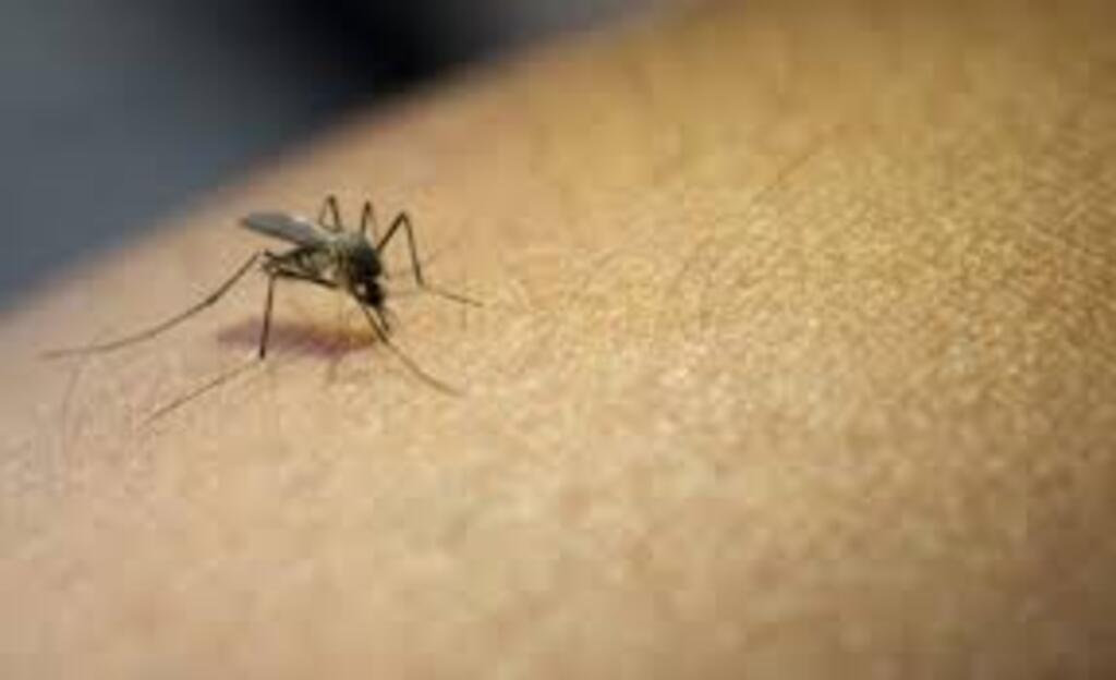 Ministério da Saúde convoca Santa Catarina para Dia D contra a dengue