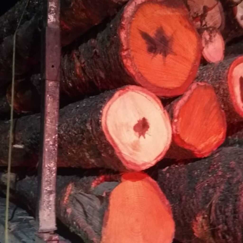 Dois caminhões carregados de araucária são apreendidos em Bocaina do Sul