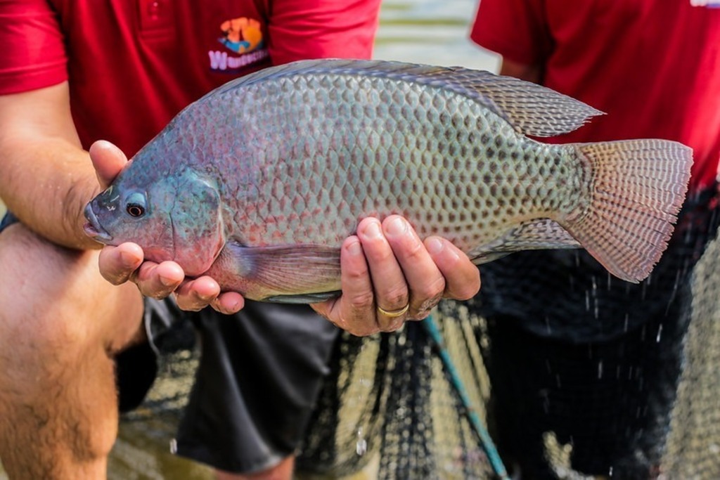 Feira do Peixe inicia comercialização no dia 15 de março