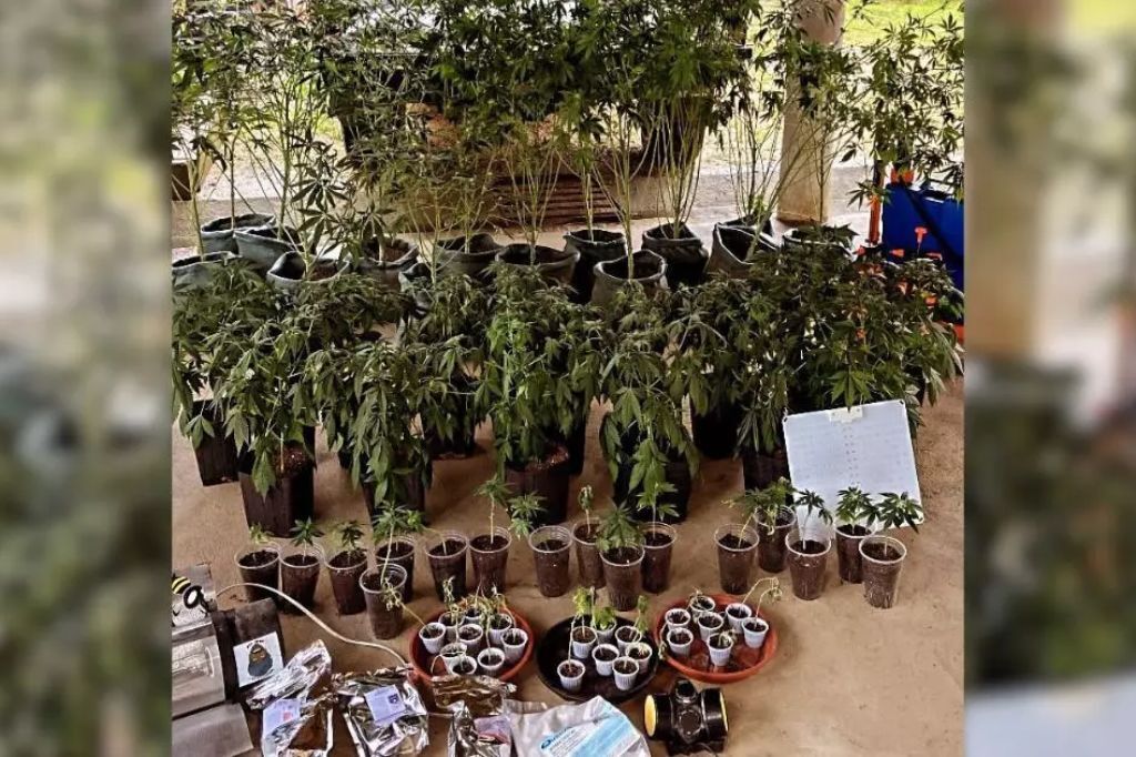 Polícia Civil descobre grande plantação de maconha no Sul de SC