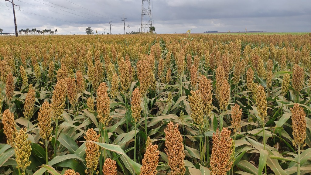 Sorgo se destaca como alternativa viável na produção de etanol