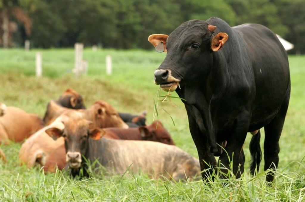 Brucelose e tuberculose bovina: sintomas e prevenção