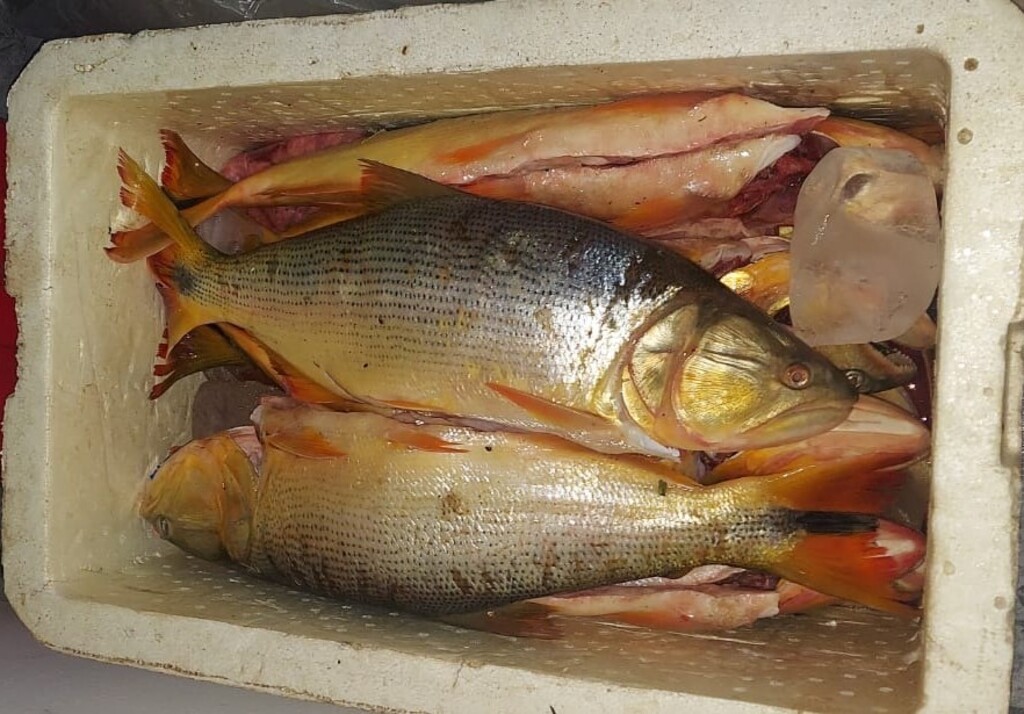 Foto: Brigada Militar - 50 kg de peixes das espécies Dourado, Surubim e Pintado foram apreendidos