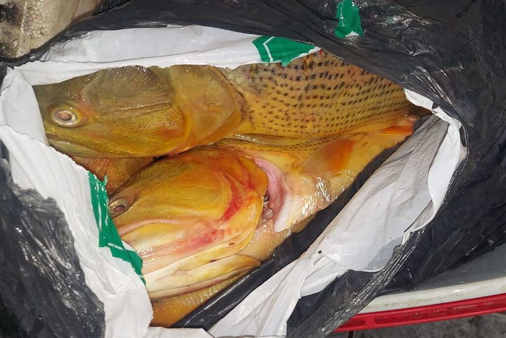 Galeria de imagens: 50 kg de peixes das espécies Dourado, Surubim e Pintado foram apreendidos