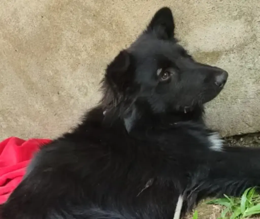 Cachorro passa por eutanásia após atropelamento em Salete