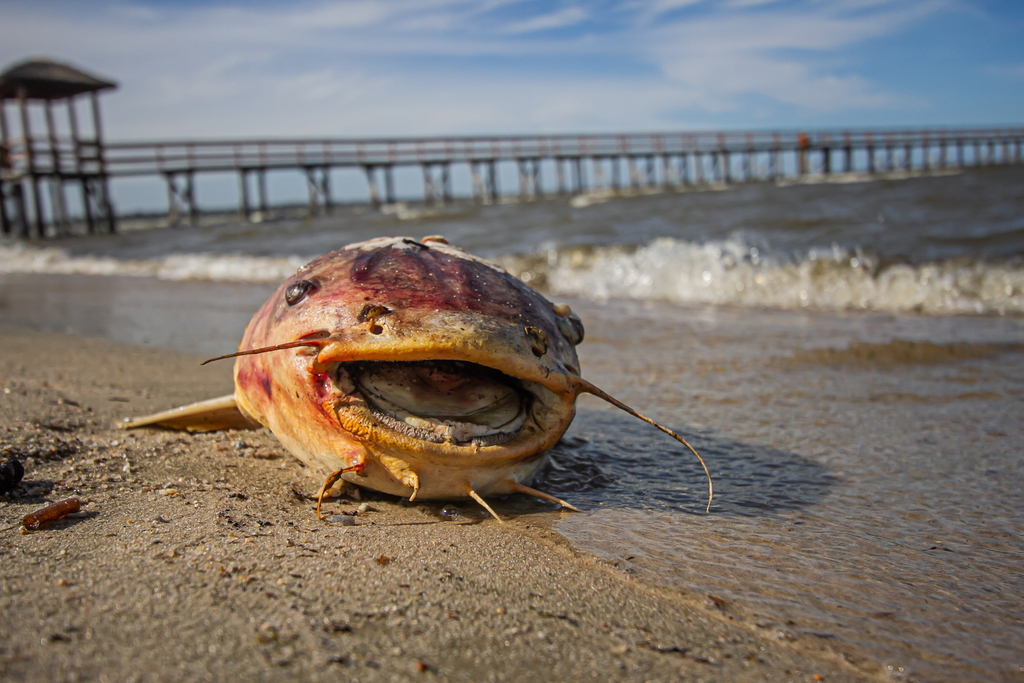 Foto: Volmer Perez - DP - Animais mortos na beira da praia causam curiosidade em quem passa pelo local