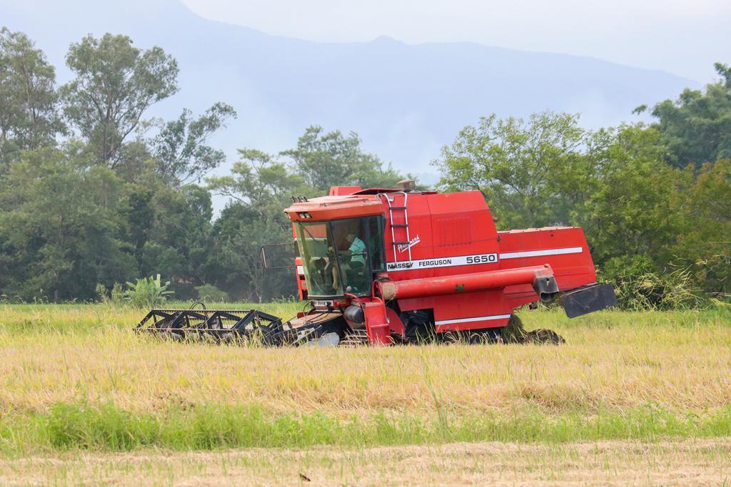 COLHEITA DO ARROZ NA REGIÃO SEGUE COM QUEDA NA PRODUÇÃO E PREÇOS ABAIXO DO ESPERADO