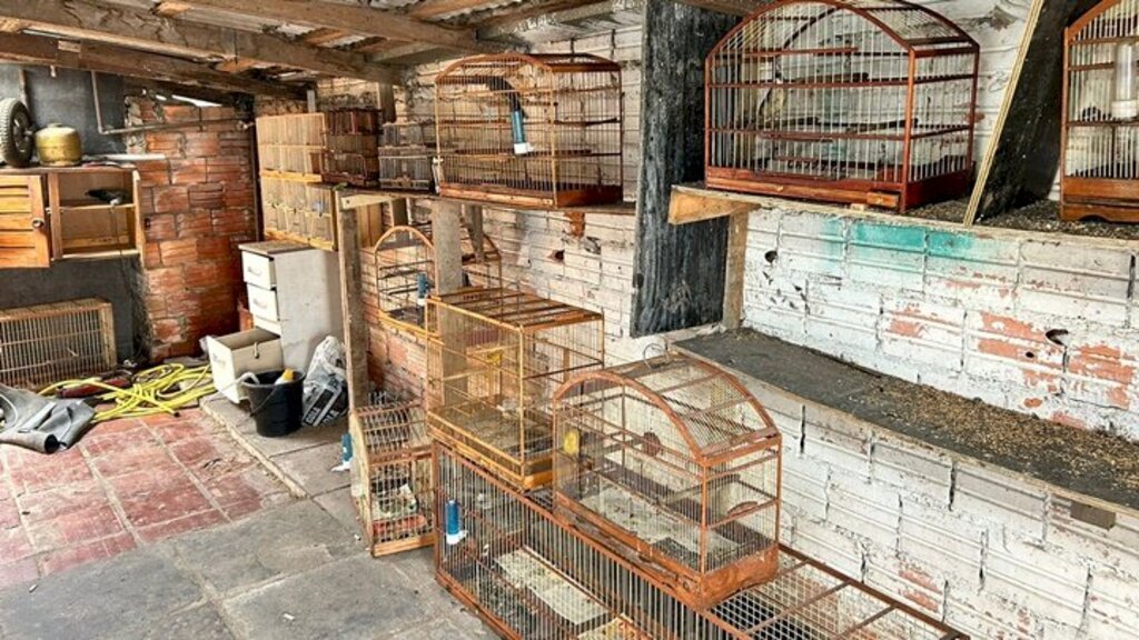 Mais de 20 pássaros silvestres são resgatados pela PM em Lages