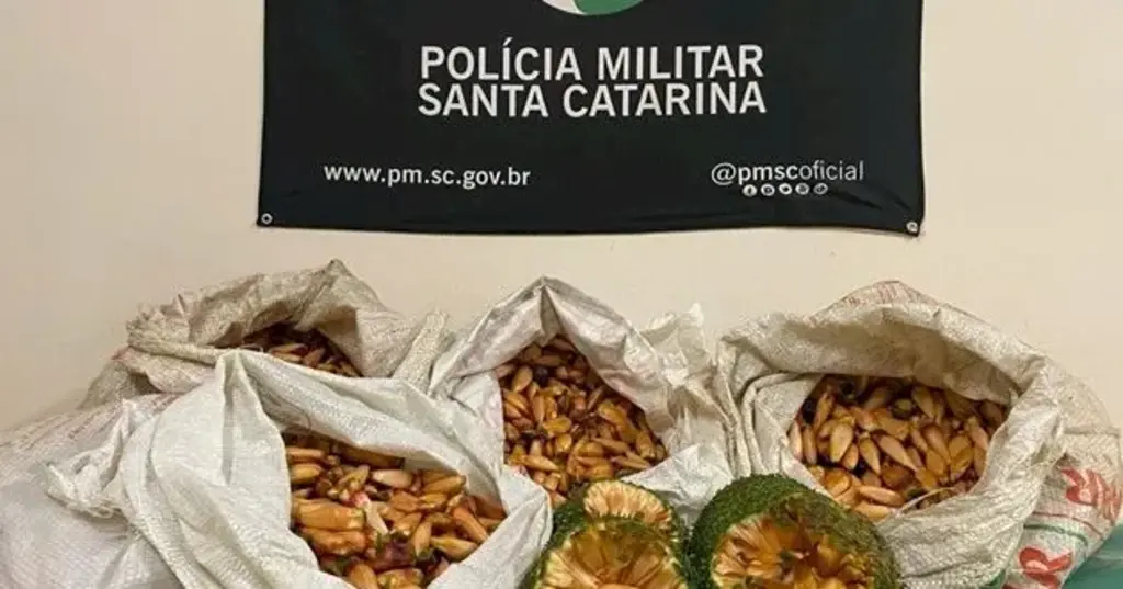 Polícia apreende 55 quilos de pinhão na Serra Catarinense
