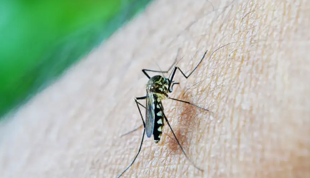 Casos prováveis de dengue no Brasil já superam os de todo o ano de 2023