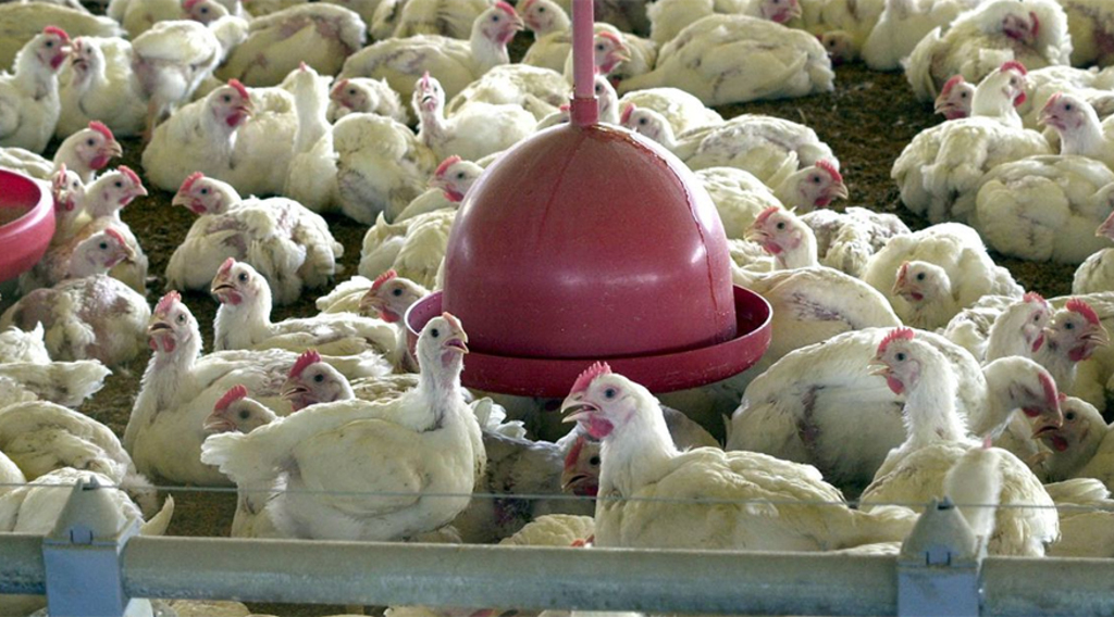 Em 2023, abate de frangos e suínos atingiu recordes
