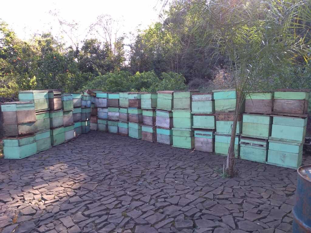 São Gabriel e Rosário do Sul registram nova mortandade de abelhas