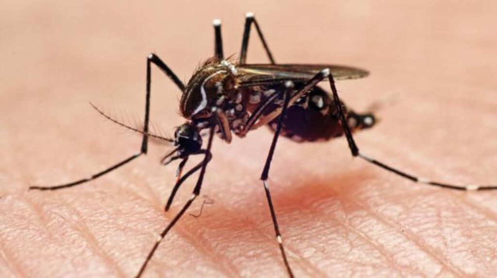 13ª morte por Dengue é confirmada em Joinville