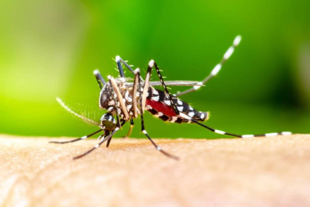 Alerta contra a dengue: o cuidado tem que ser redobrado