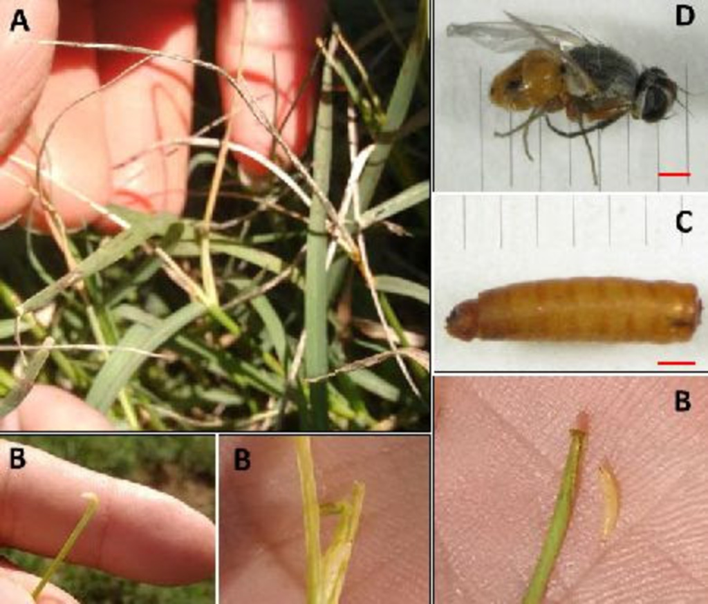 Nova praga de pastagens é identificada em Santa Catarina