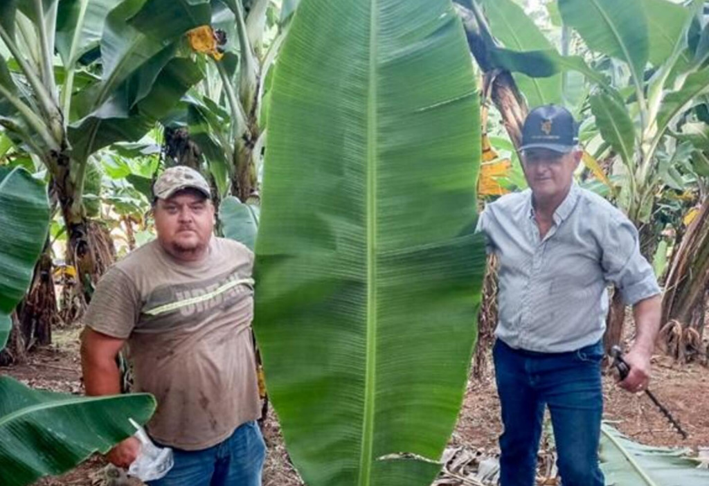COOPERGADOSUL ORIENTA ASSOCIADOS