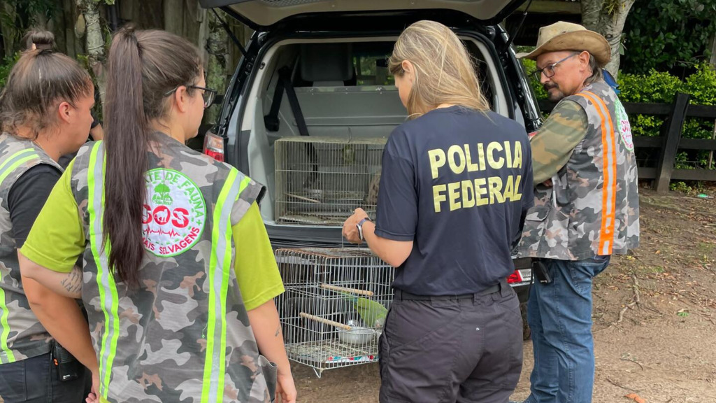 Polícia Federal de Uruguaiana entrega aves apreendidas em cativeiro ao Zoo São Braz