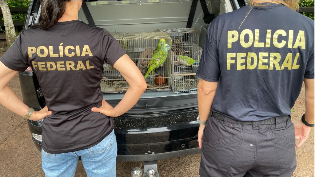 Divulgação - PFRS - Dois papagaios, duas caturritas e uma coruja buraqueira foram apreendidos por estarem em condições de maus-tratos