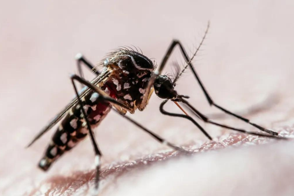 (Imagem Joao Paulo Burini/GettyImages) - Dengue: Número de casos aumenta em Imbituba