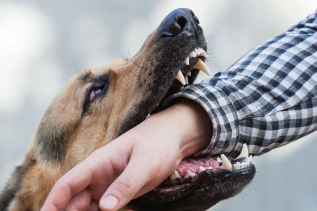 Cachorros mordendo moradores no bairro Guaiúba preocupa comunidade