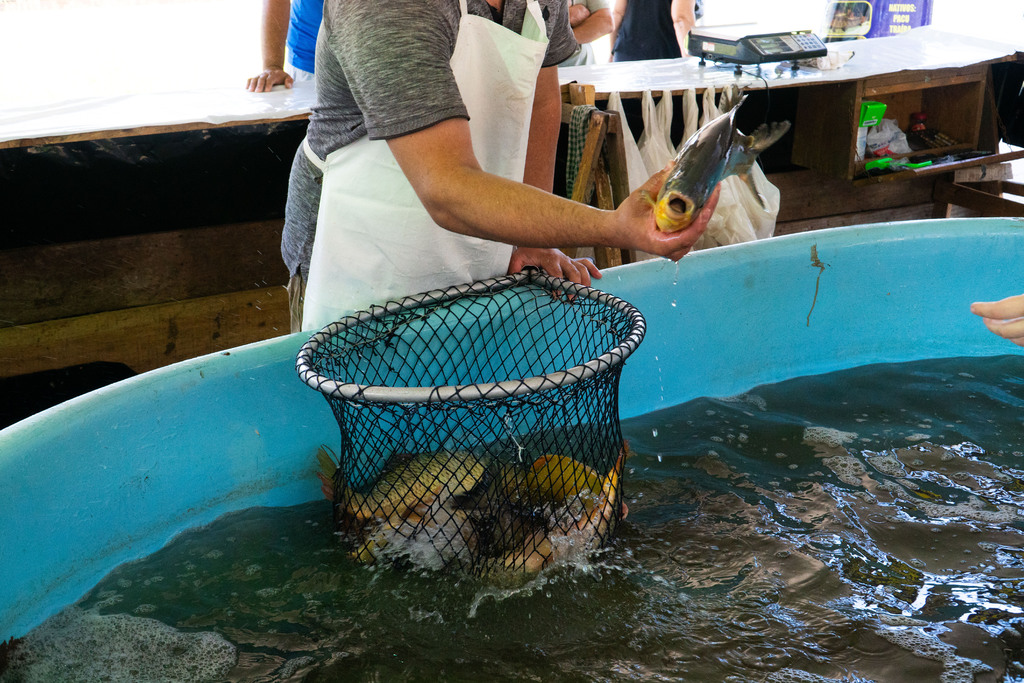 Feira do Peixe Vivo: confira preços, horários e pontos de venda em Santa Maria