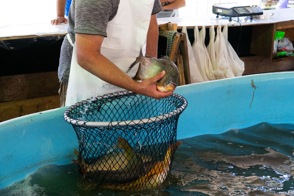 Em dois dias, Feira do Peixe Vivo comercializa mais de 20 toneladas de pescado em Santa Maria