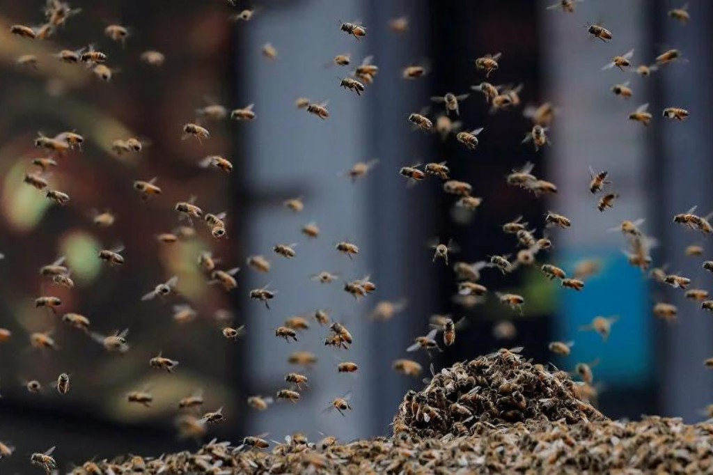 Corpo de Bombeiros de Imbituba atende duas ocorrências envolvendo abelhas