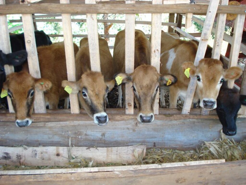 Sistema de rastreabilidade de bovinos completa 16 anos em Santa Catarina