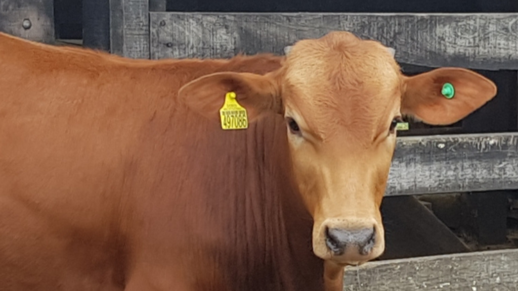 Sistema identificação individual e de rastreabilidade de bovinos e bubalinos completa 16 anos em Santa Catarina
