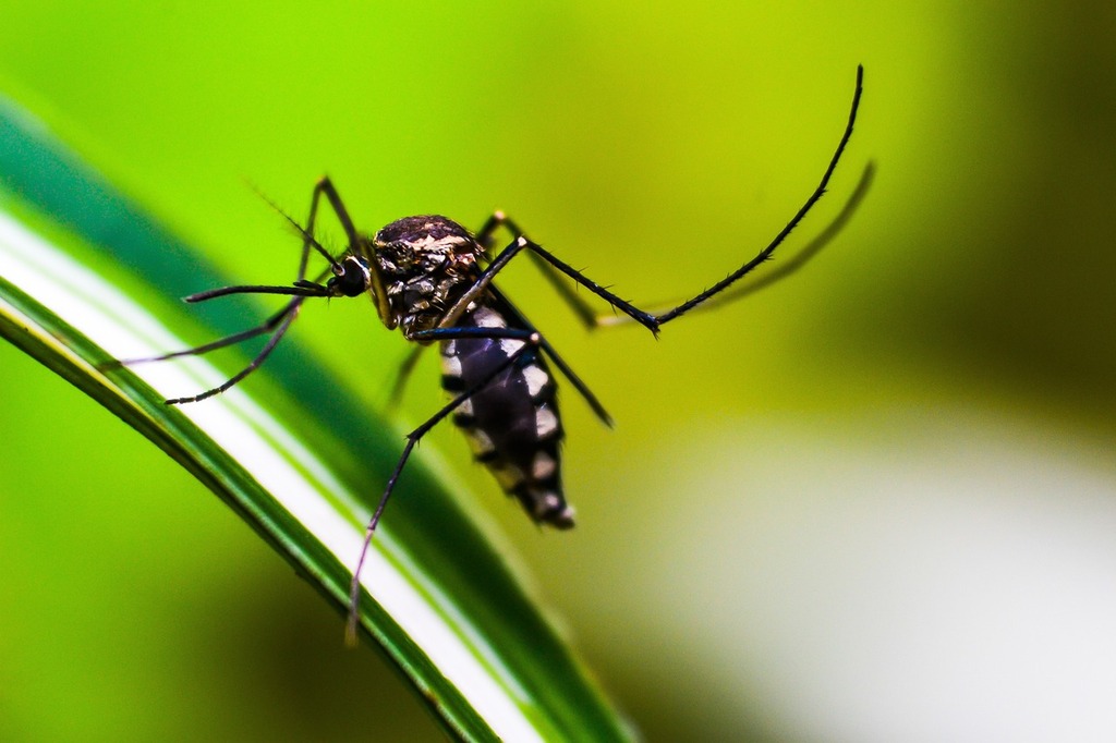 Dengue: Nova Erechim declara situação de emergência em saúde pública