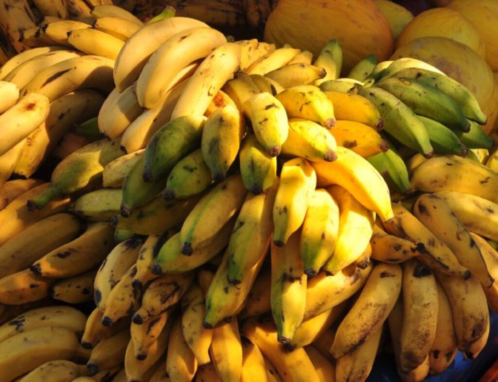 EPAGRI DISPONIBILIZA GRATUITAMENTE VERSÃO DIGITAL DE LIVRO PARA APRIMORAR PRODUÇÃO DE BANANA EM SANTA CATARINA
