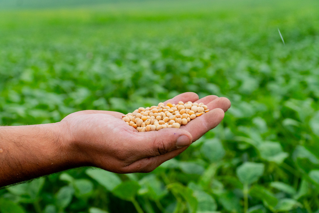 título imagem Emater projeta safra recorde de soja na Região Central; cultivo deve gerar 6,6 bilhões