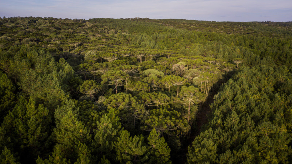 Klabin conquista certificação PEFC em manejo florestal em Santa Catarina