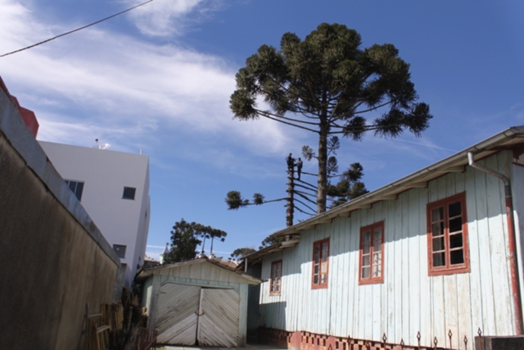 Pinheiros são retirados por incomodar moradores