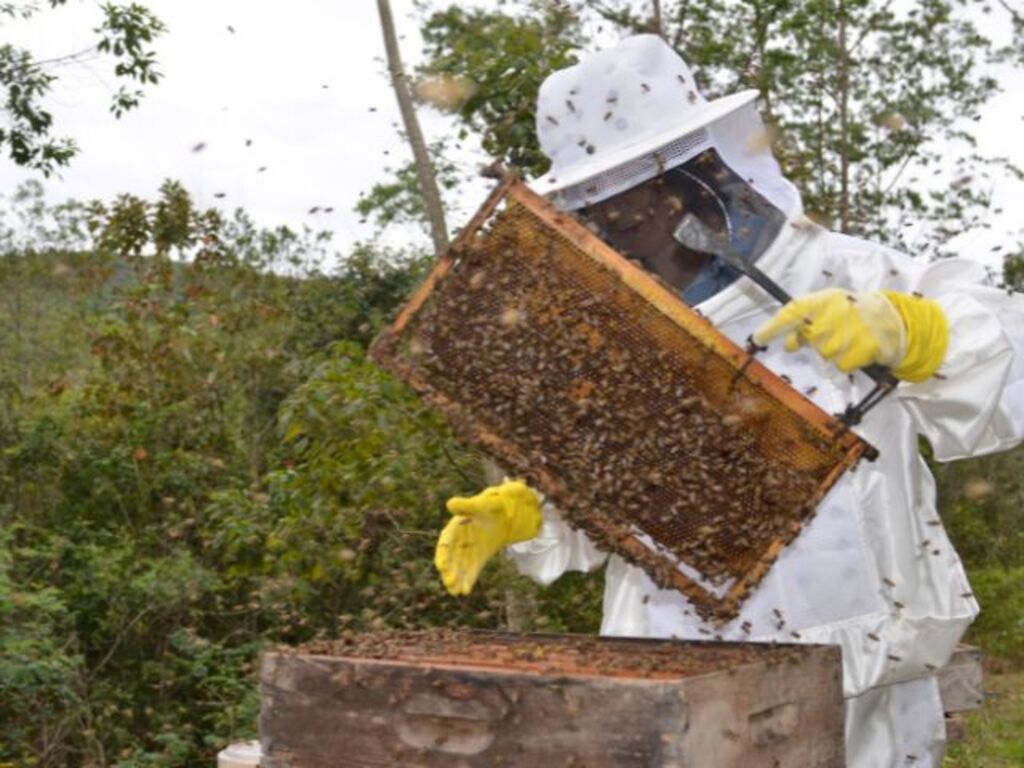 Inscrições abertas para o Seminário Estadual da Apicultura e Meliponicultura