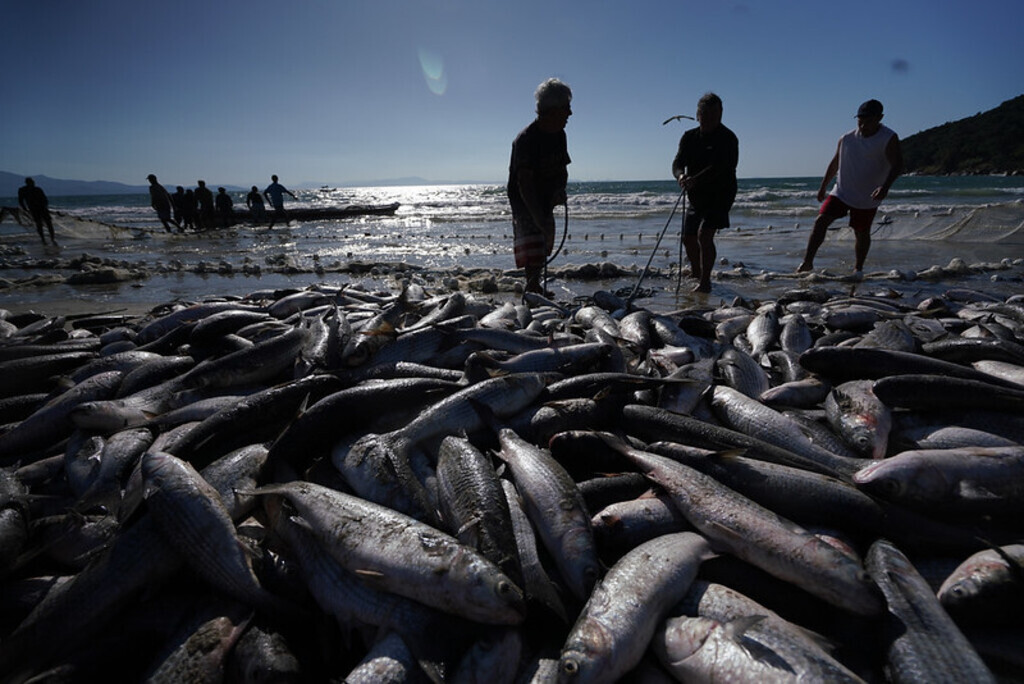 A menos de um mês do início da safra da tainha, liberação da pesca industrial e pequeno aumento da cota artesanal ameniza apreensão do setor pesqueiro