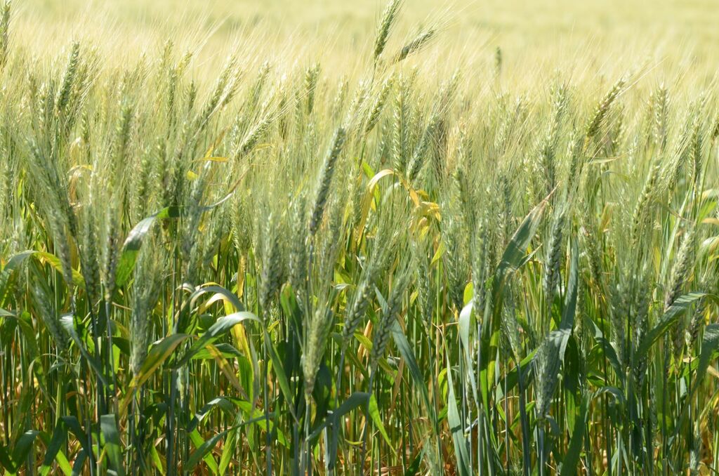 Mais de mil agricultores catarinenses são beneficiados pelo Pronampe Agro Emergencial