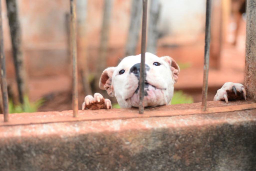 Polícia Civil soluciona caso de maus-tratos aos animais em Laguna