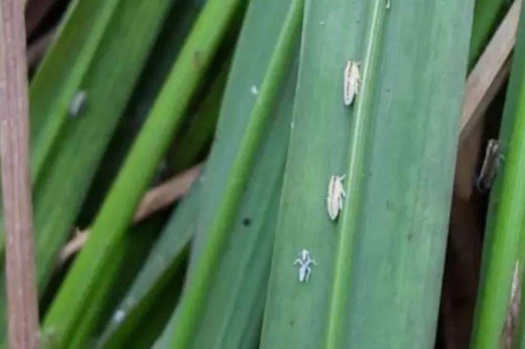 Cigarrinha-do-arroz: praga preocupa rizicultores do Sul de SC