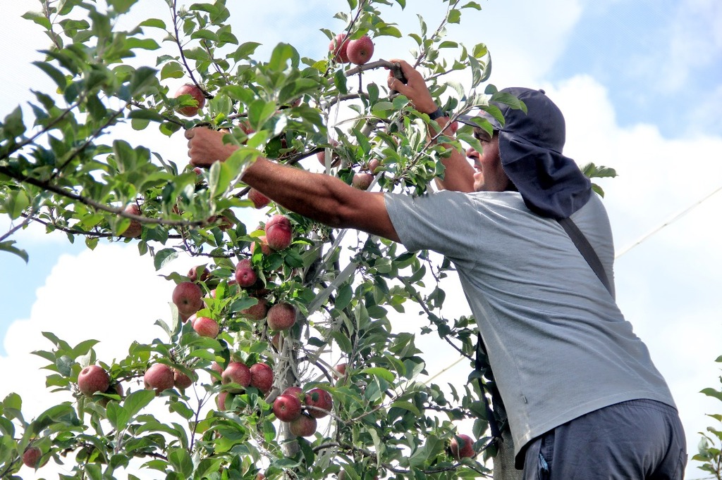 Produção de maçã responde por 80% da economia de São Joaquim