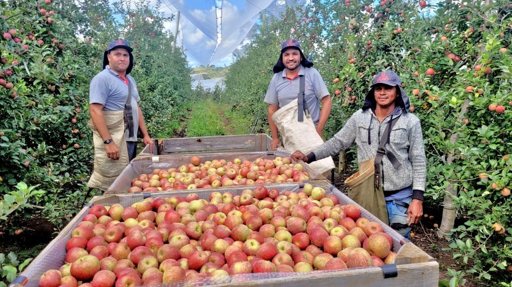 Produção de maçã responde por 80% da economia de São Joaquim