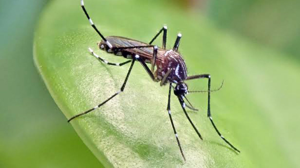 Secretaria de Saúde de Canoinhas alerta para aumento dos focos do mosquito transmissor da dengue