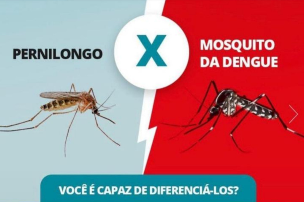 Saiba como diferenciar o pernilongo do mosquito da dengue