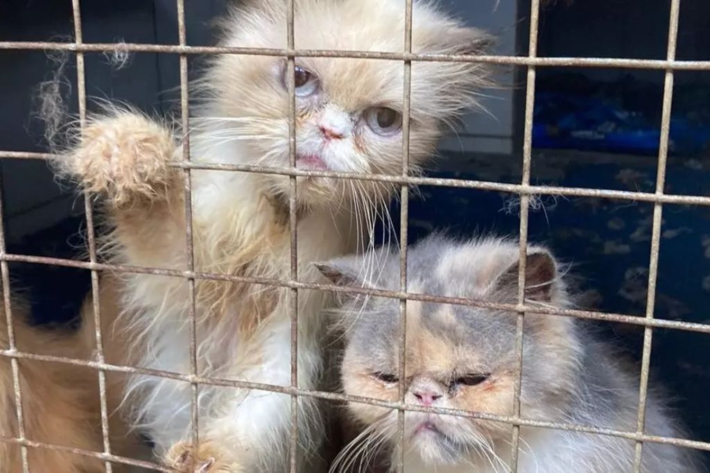 ‘Estado lastimável’: 70 animais são resgatados de maus-tratos no Sul de SC