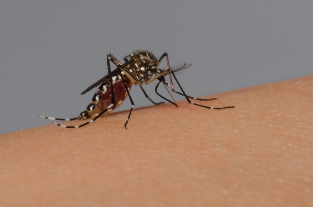 título imagem No Estado, pessoas com 60 anos ou mais representam 73% dos óbitos por dengue em 2024