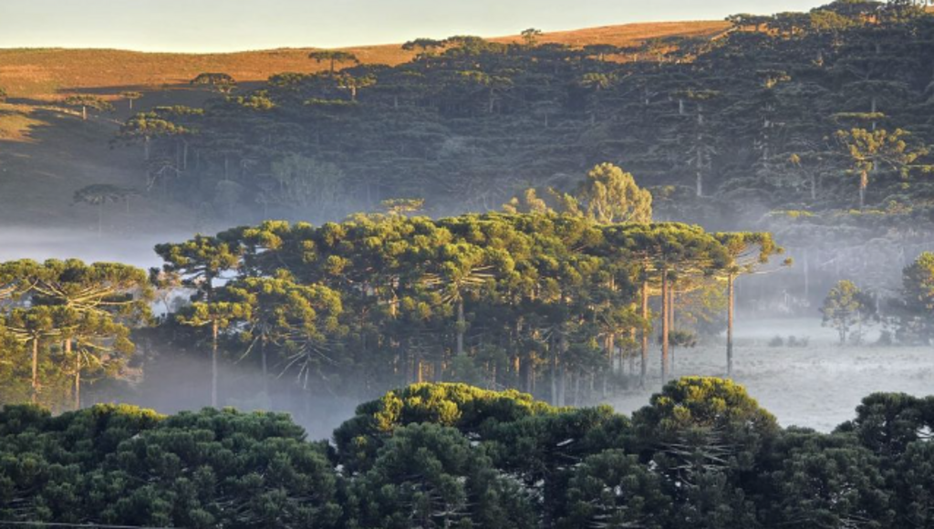 Primeira geada de 2024 cobriu os campos de branco em Santa Catarina (fotos)