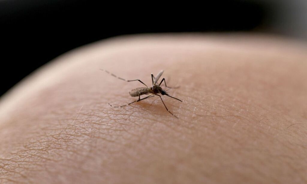 Joinville confirma três casos de pacientes com Chikungunya