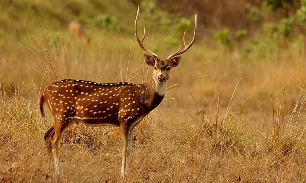 O impacto do cervo Chital nas propriedades rurais e ecossistemas da região