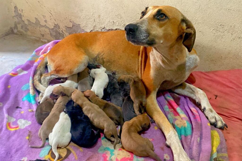 Em caso incomum, cadela de porte médio dá à luz 16 filhotes em Santa Maria; parto aconteceu de forma natural